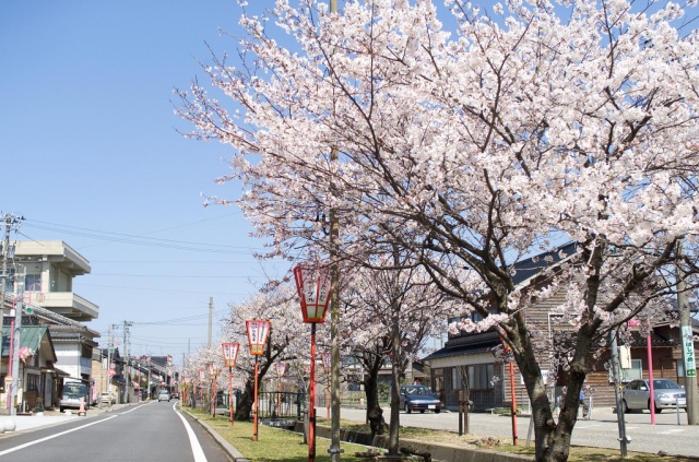 中町通りの桜並木