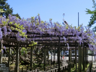 芦城公園　藤の花