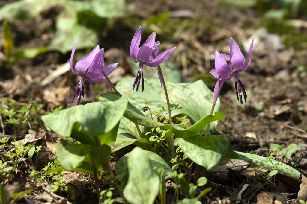 平栗いこいの森