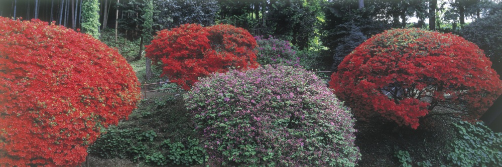 のとキリシマツツジ