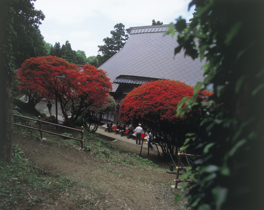 のとキリシマツツジ