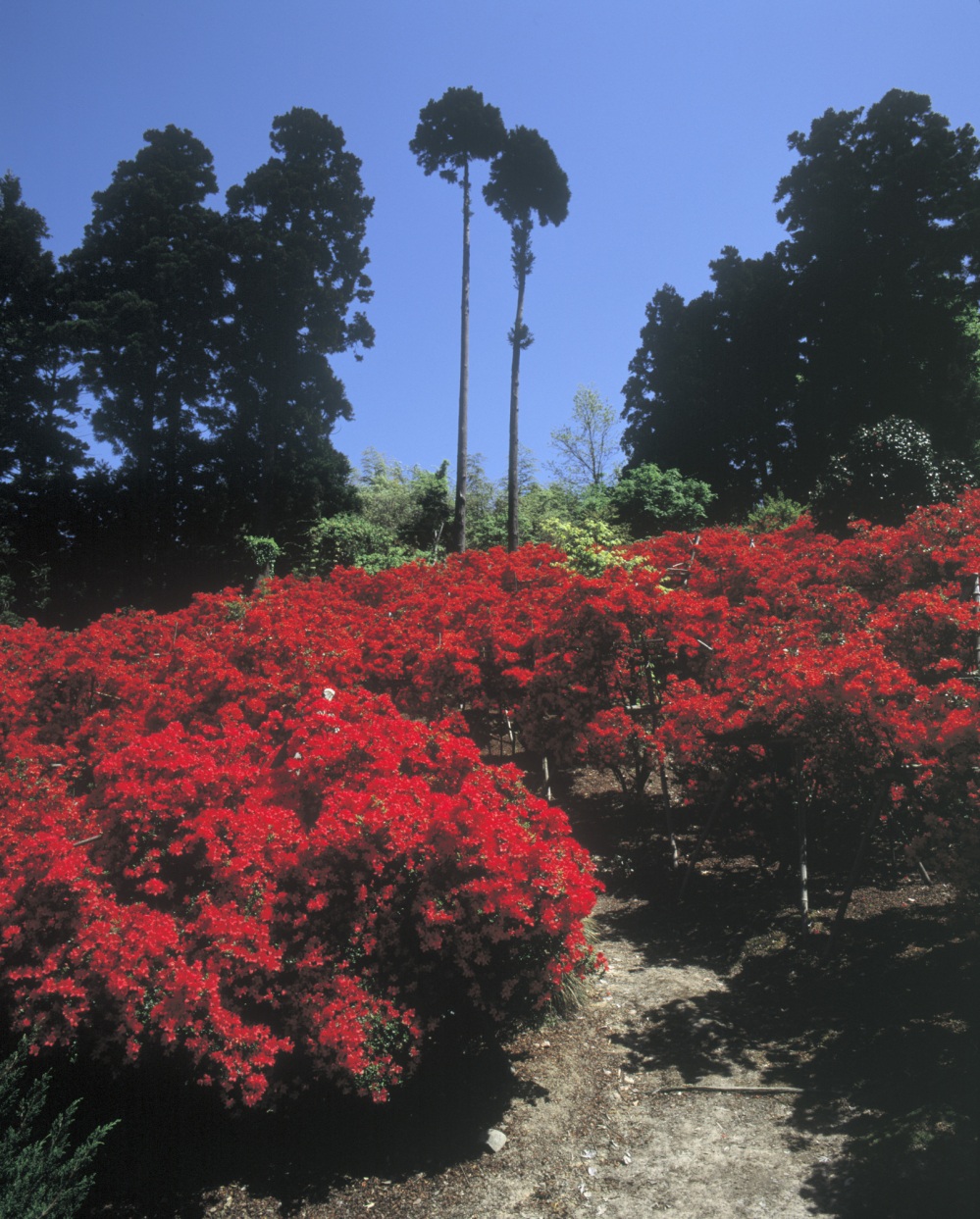 のとキリシマツツジ