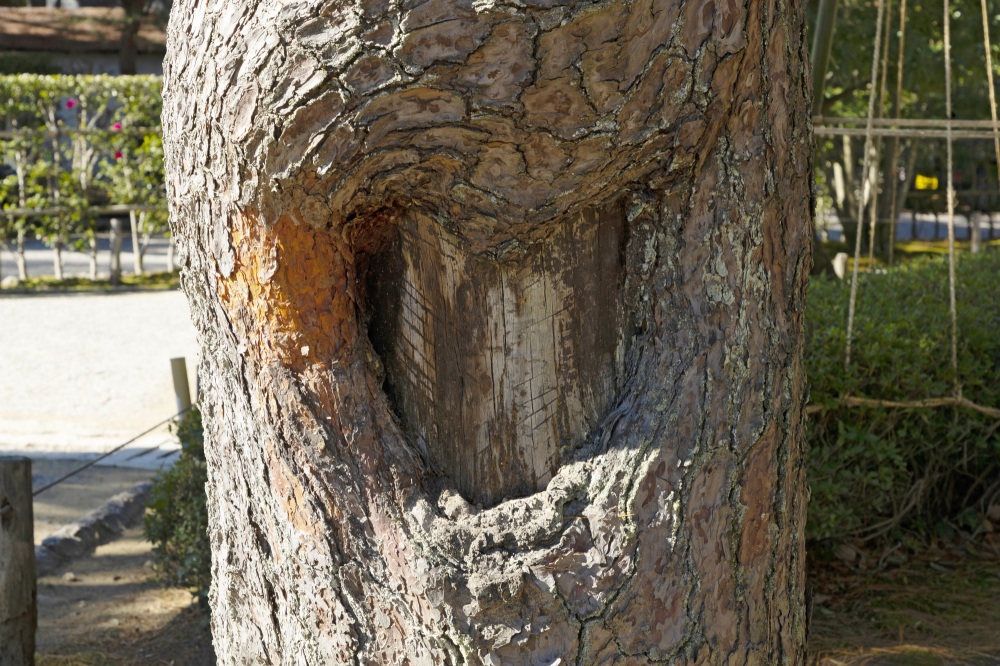 兼六園・ハートの木