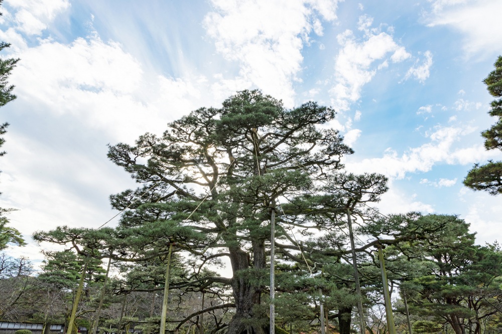 兼六園・根上松
