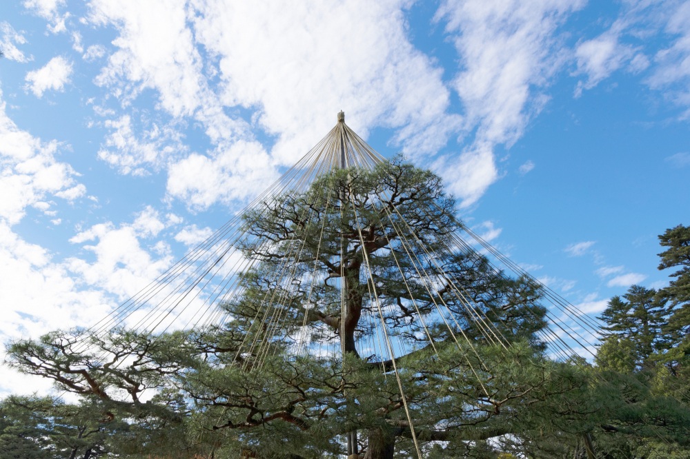 兼六園・雪吊り