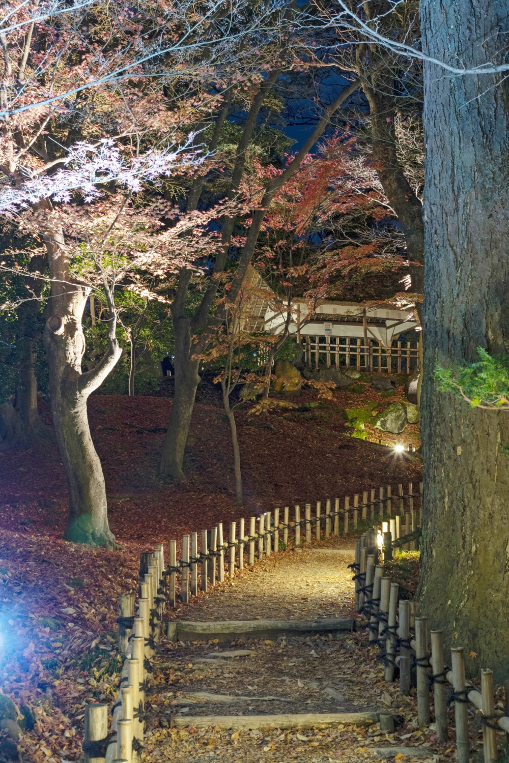 兼六園ライトアップ・山崎山周辺（秋）