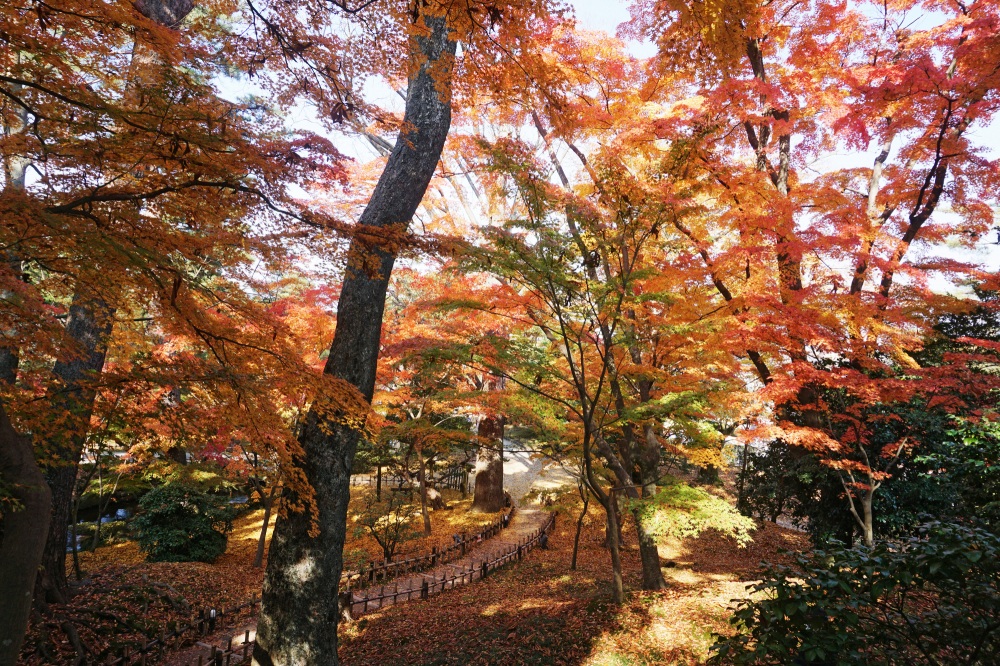 兼六園・紅葉