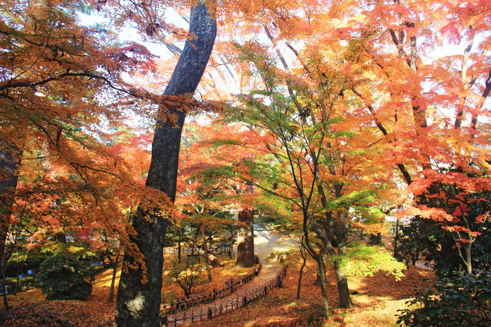 兼六園・紅葉