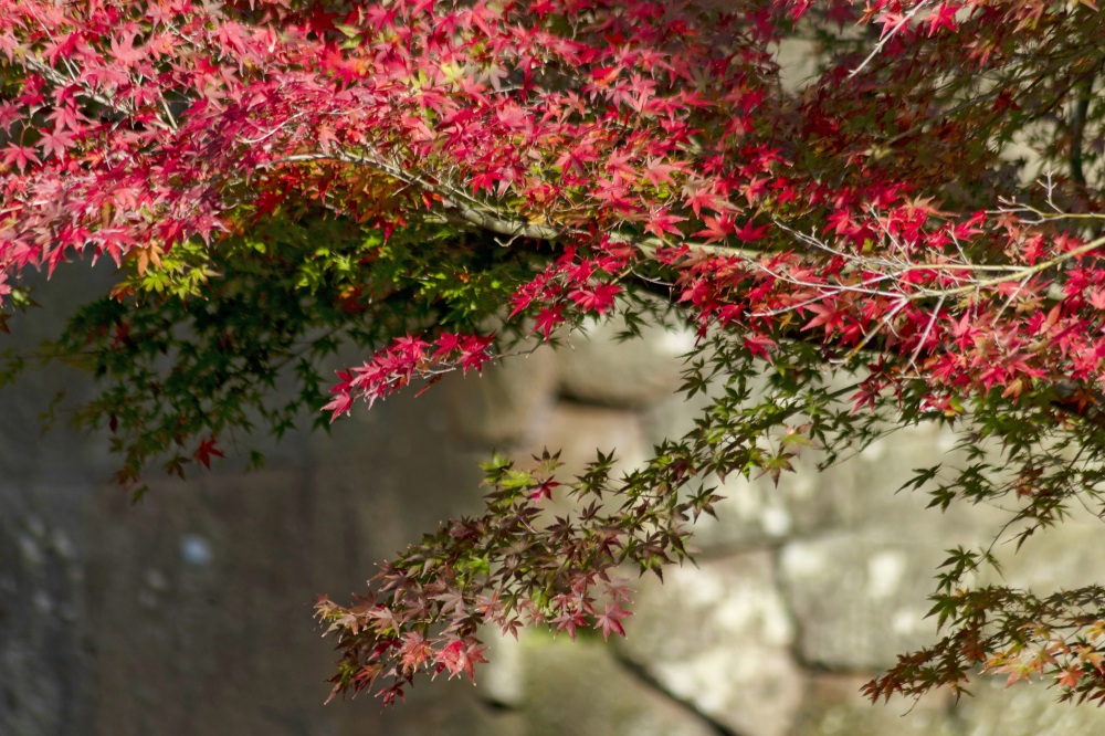 金沢城公園　玉泉院丸