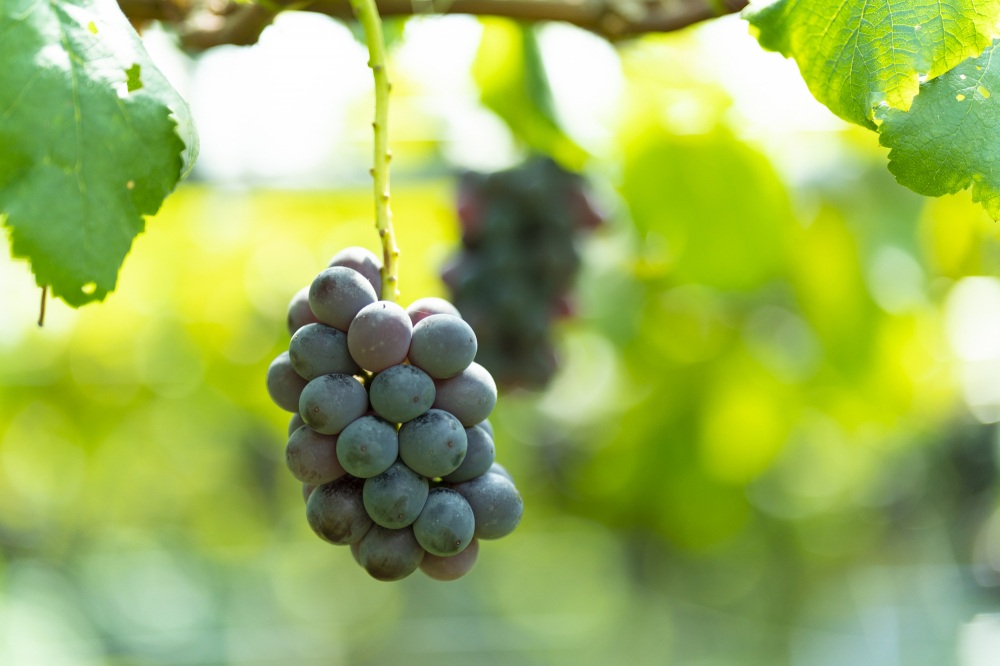 加賀フルーツランド