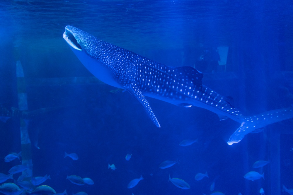 のとじま水族館