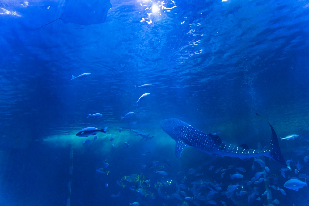 のとじま水族館