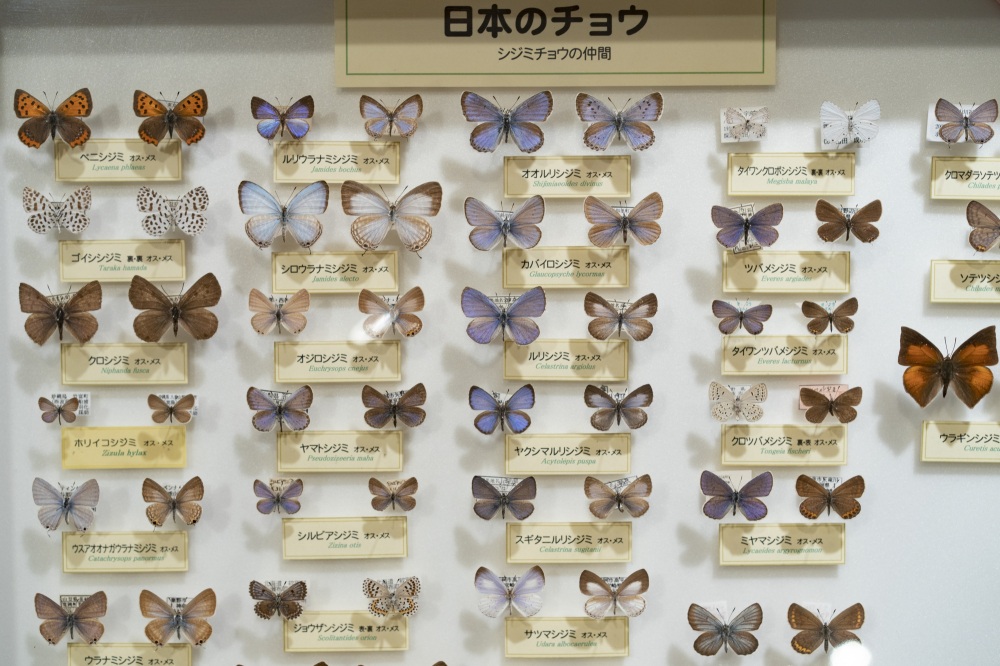 石川県ふれあい昆虫館