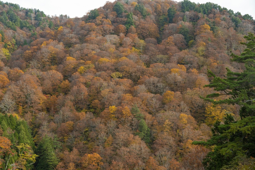 白山白川郷ホワイトロード