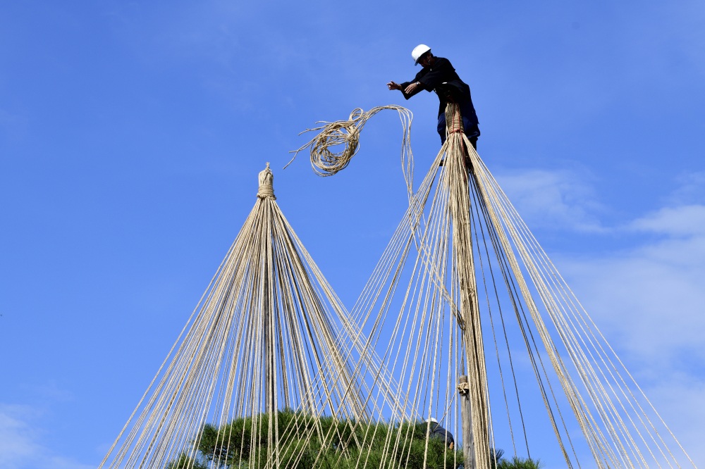 兼六園（雪吊り作業）