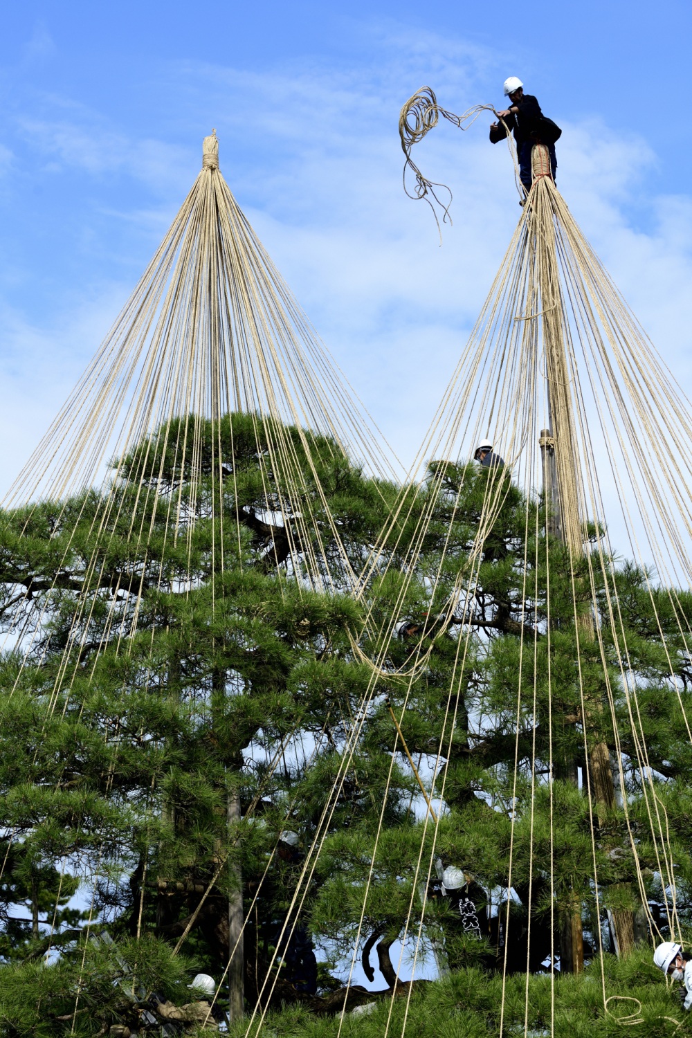 兼六園（雪吊り作業）