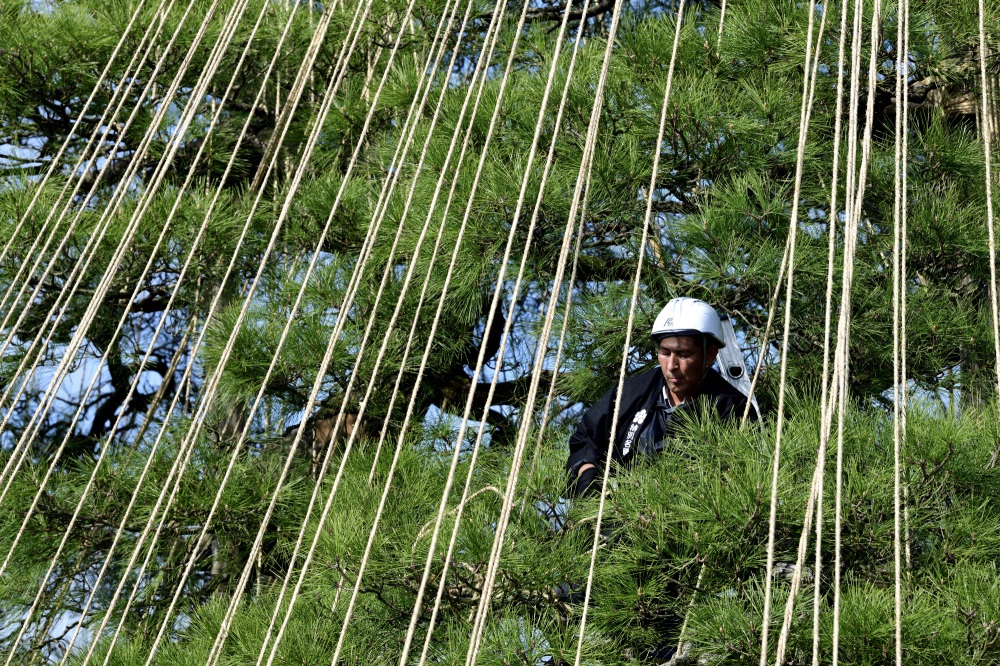 兼六園（雪吊り作業）