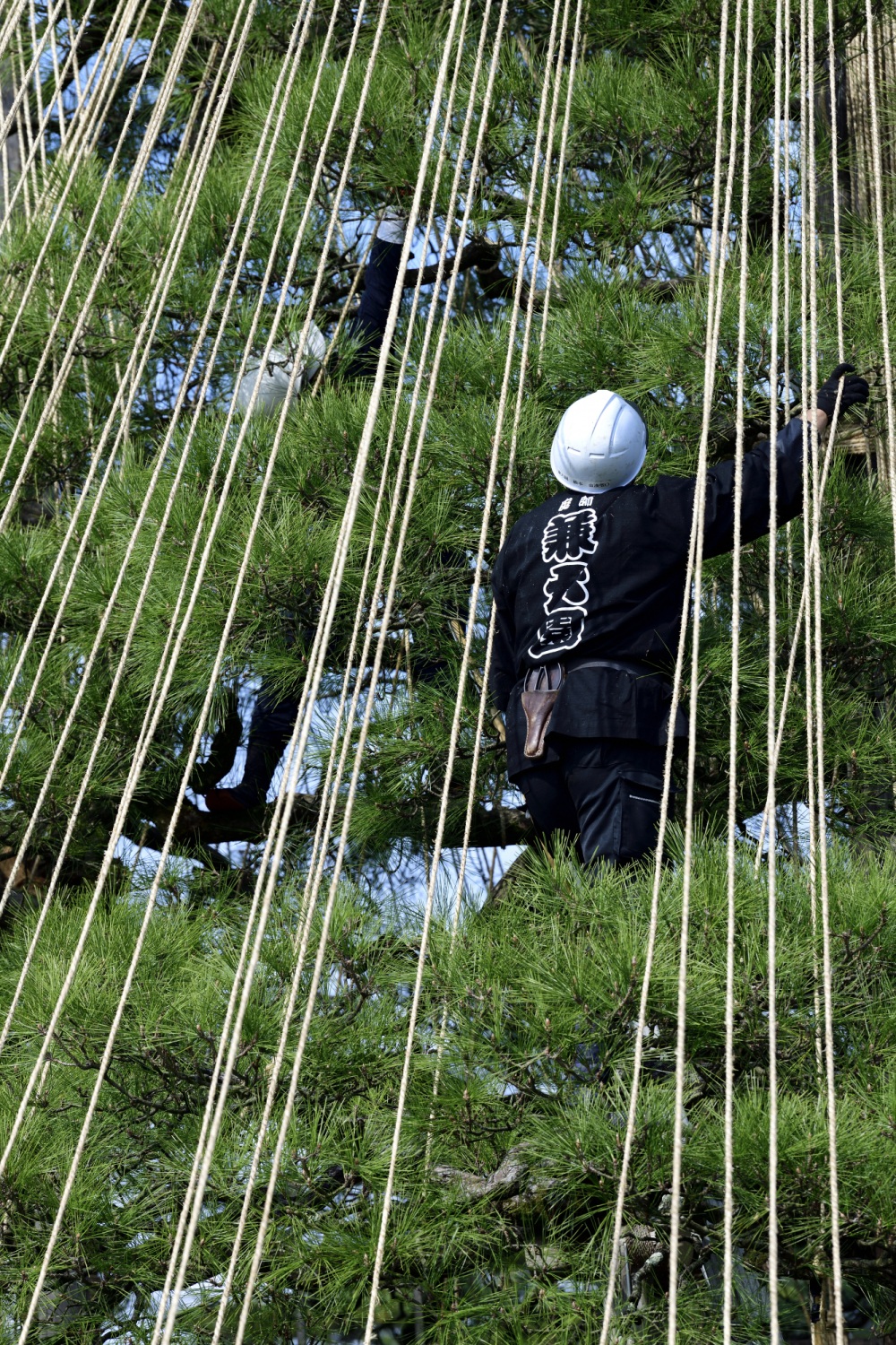 兼六園（雪吊り作業）