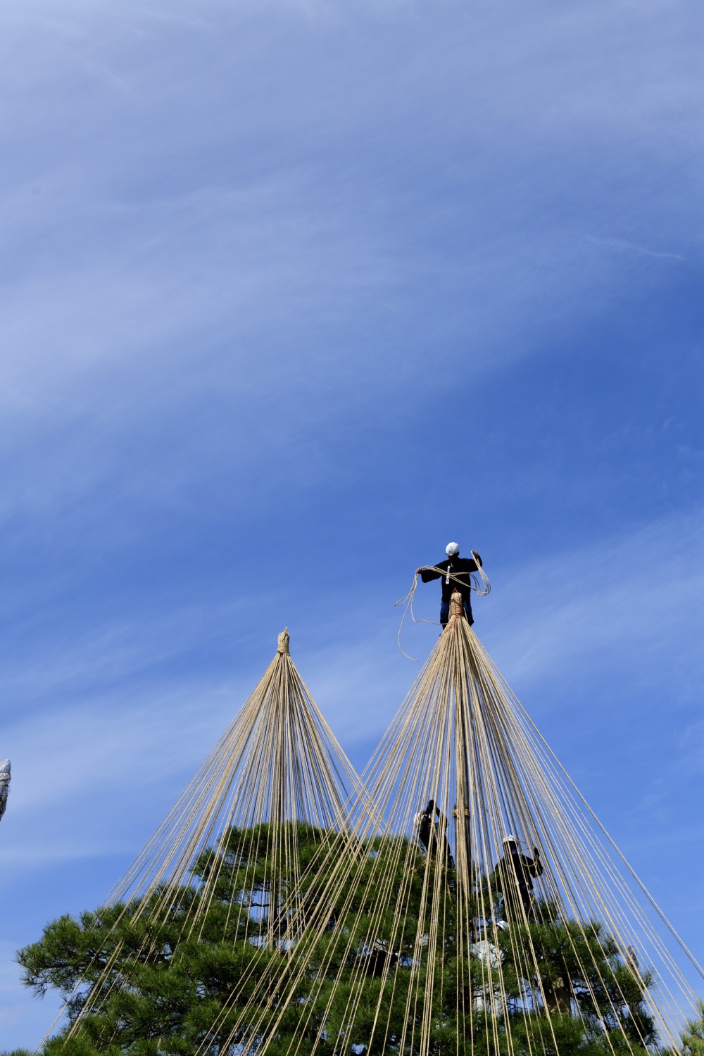 兼六園（雪吊り作業）