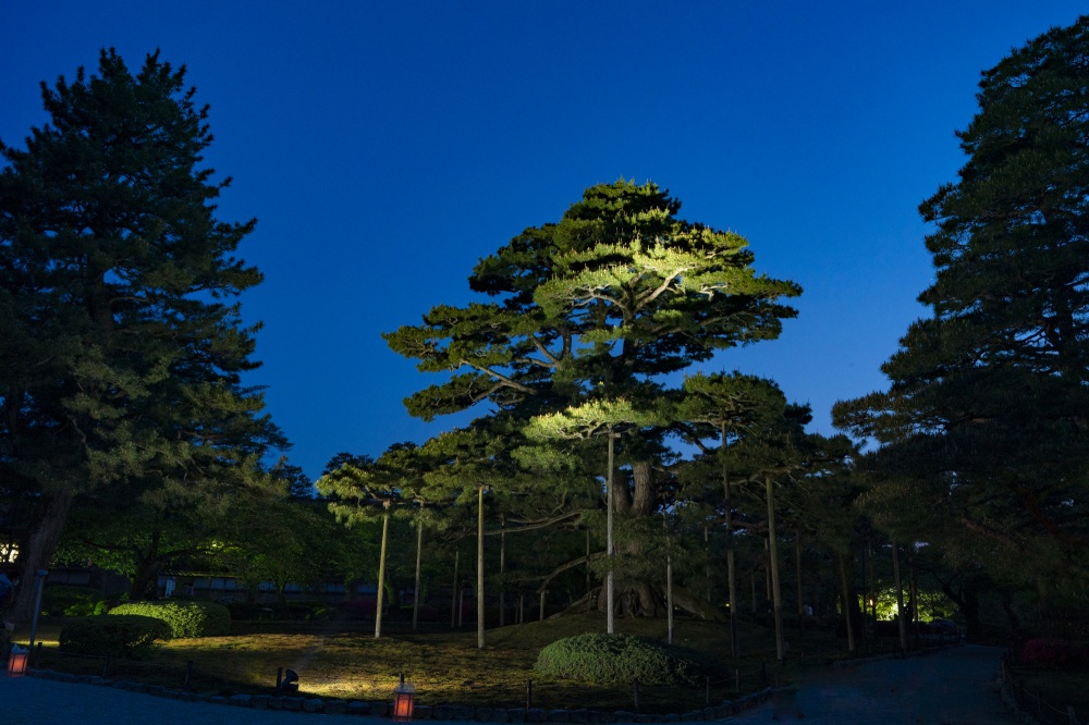 兼六園ライトアップ・根上松（春）