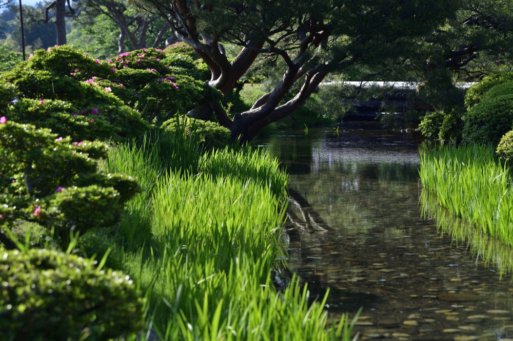 兼六園・曲水（春）