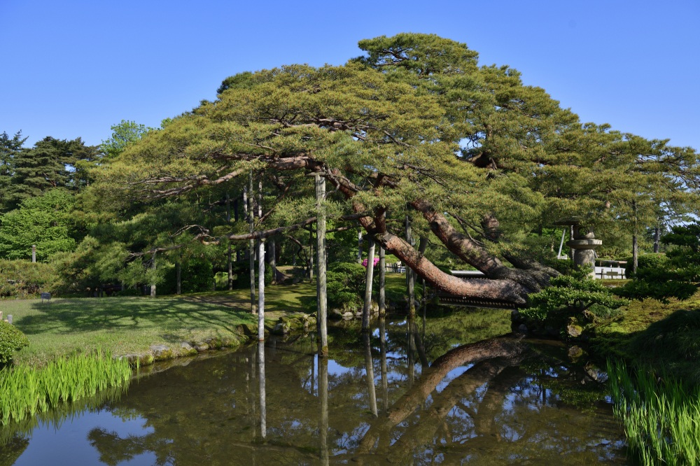 兼六園（春）