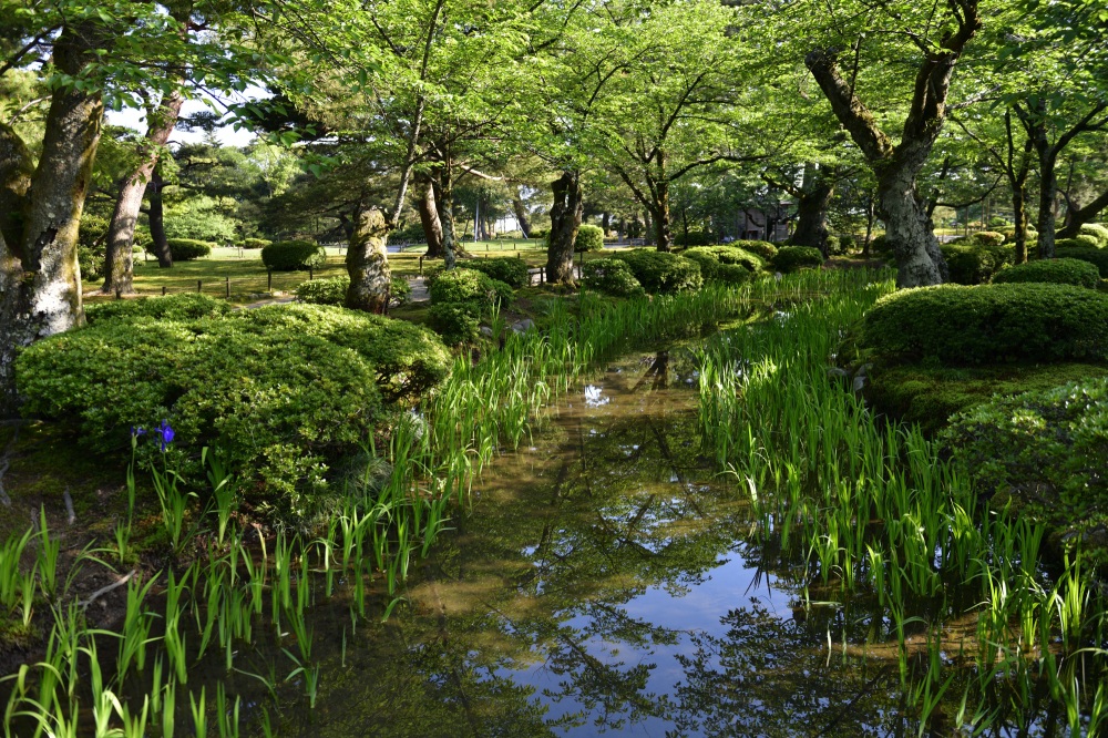 兼六園（春）