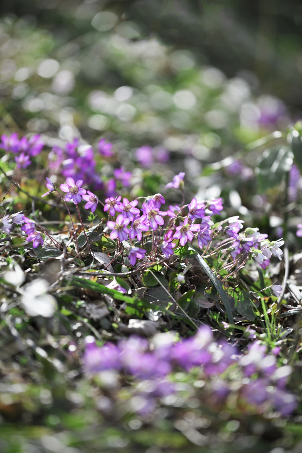 猿山岬・雪割草