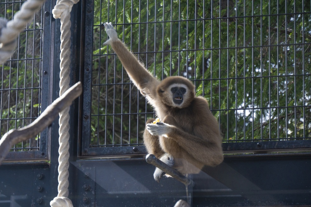 いしかわ動物園