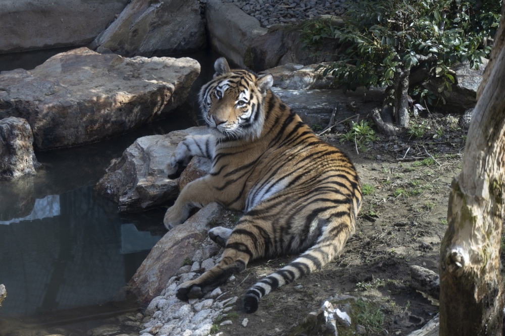 いしかわ動物園