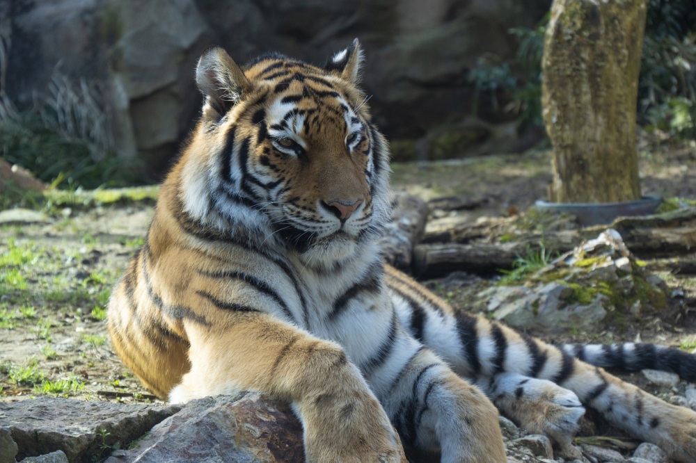 いしかわ動物園