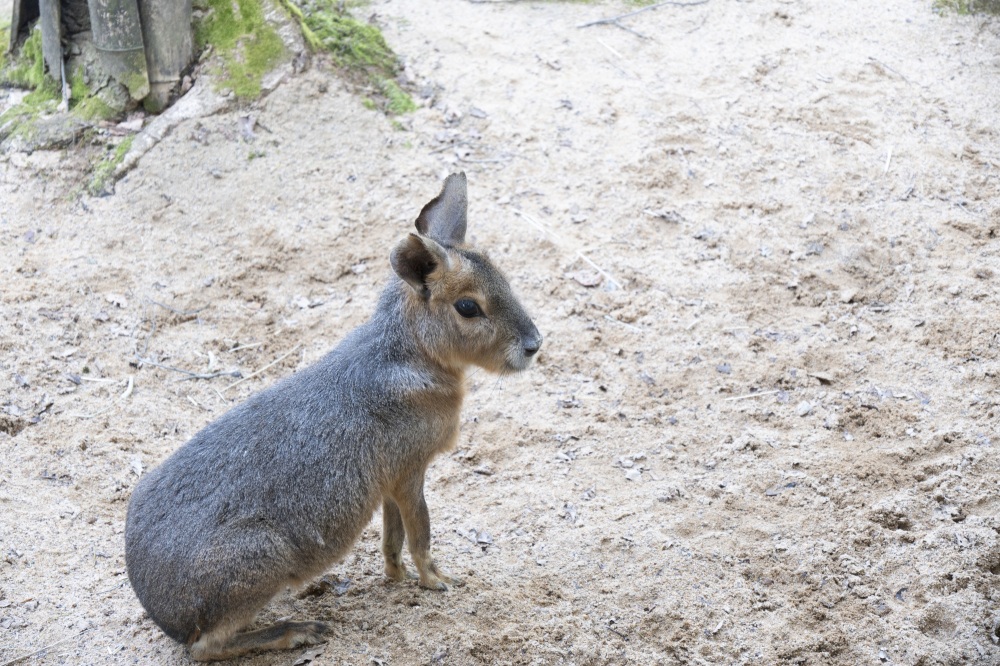 いしかわ動物園