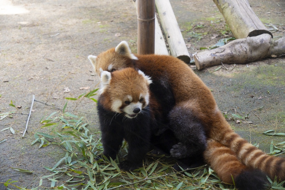 いしかわ動物園