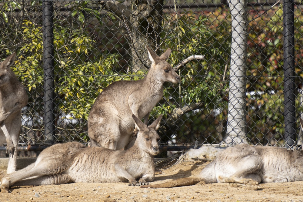 いしかわ動物園