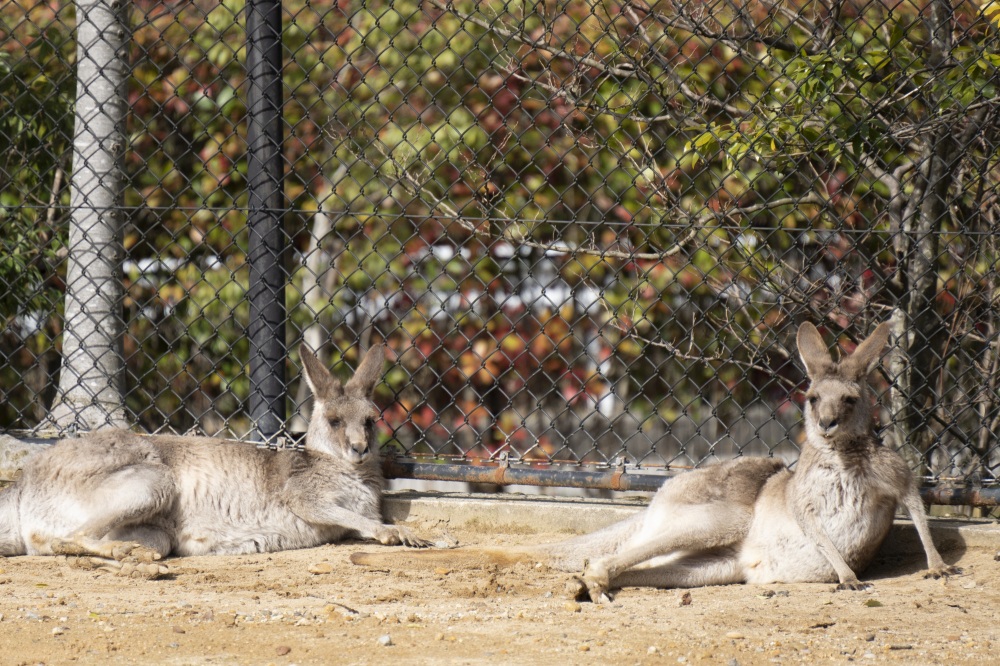 いしかわ動物園