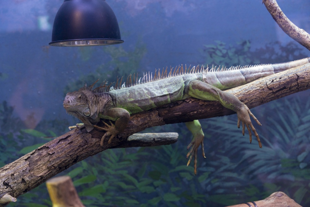 いしかわ動物園