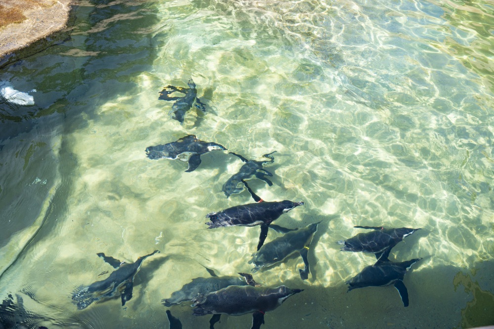 いしかわ動物園