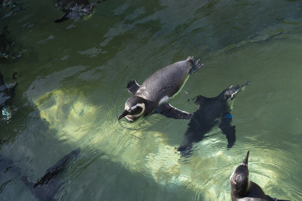 いしかわ動物園