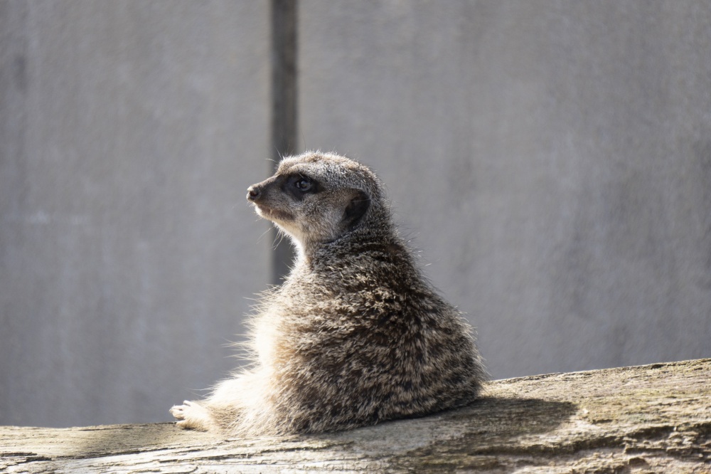 いしかわ動物園