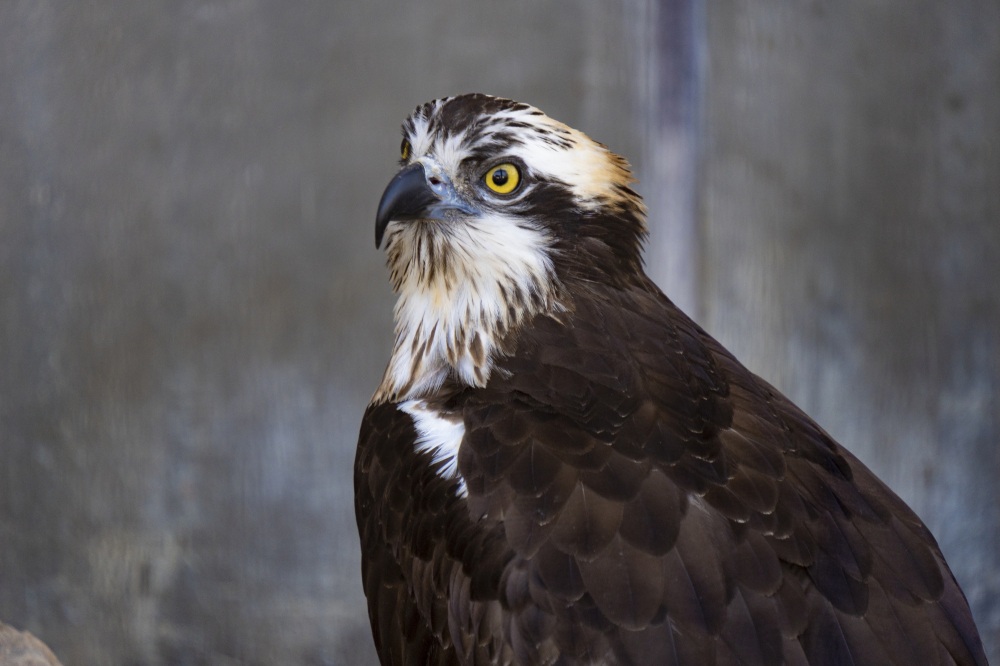 いしかわ動物園