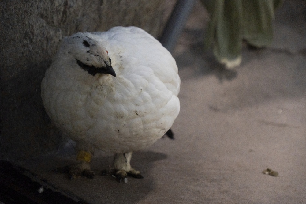 いしかわ動物園