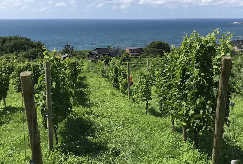 ハイディワイナリー