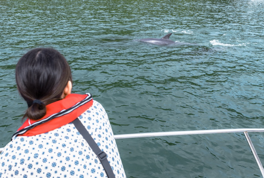 イルカウォッチング