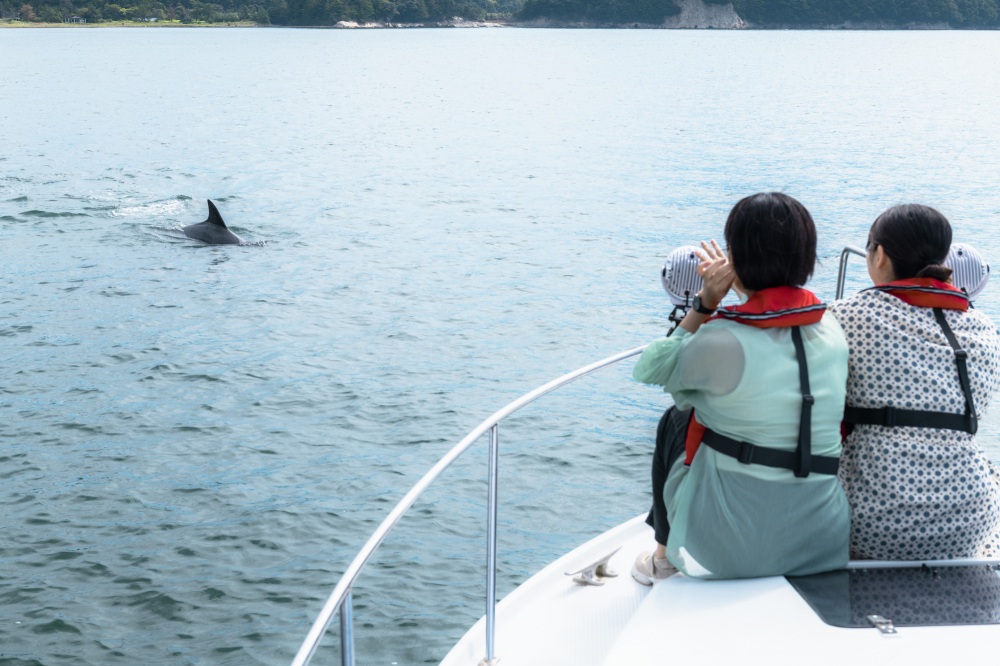 イルカウォッチング