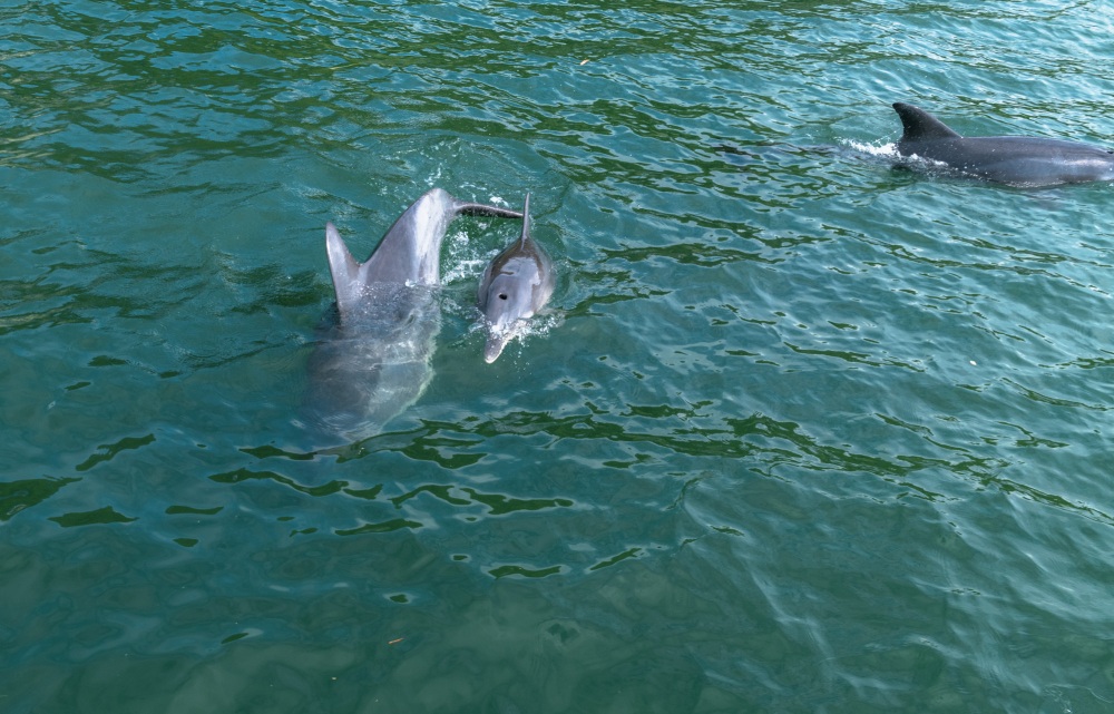 イルカウォッチング