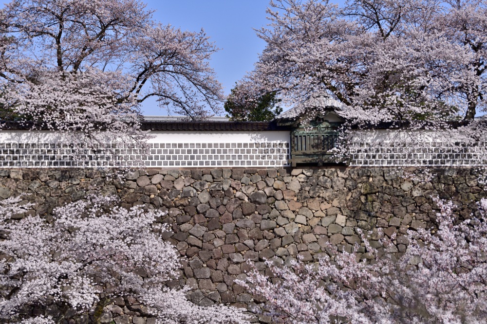 金沢城公園-桜