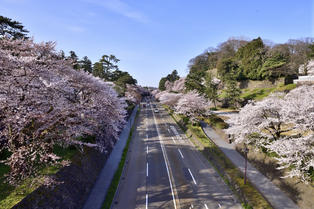 金沢城公園-桜