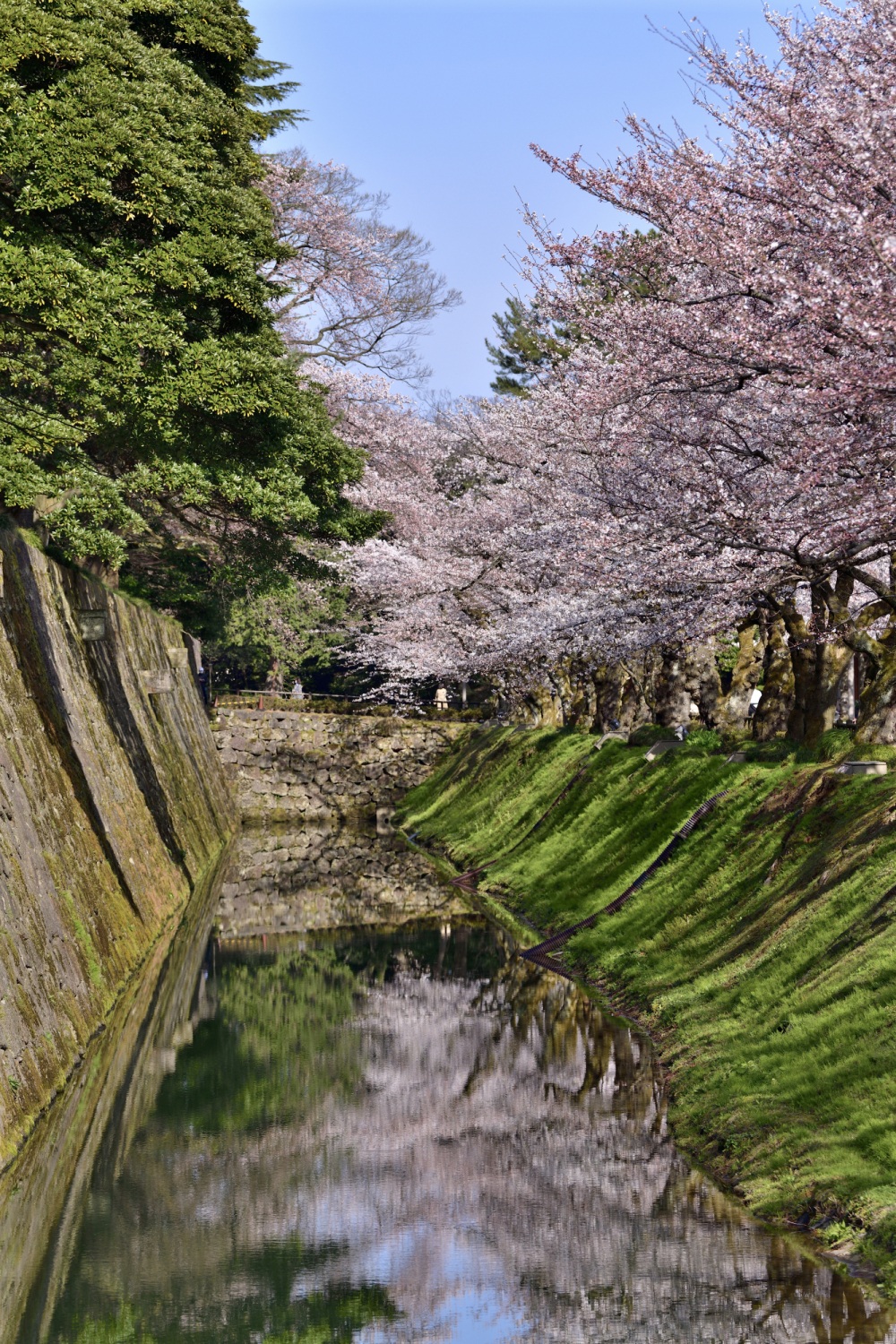 金沢城公園-桜