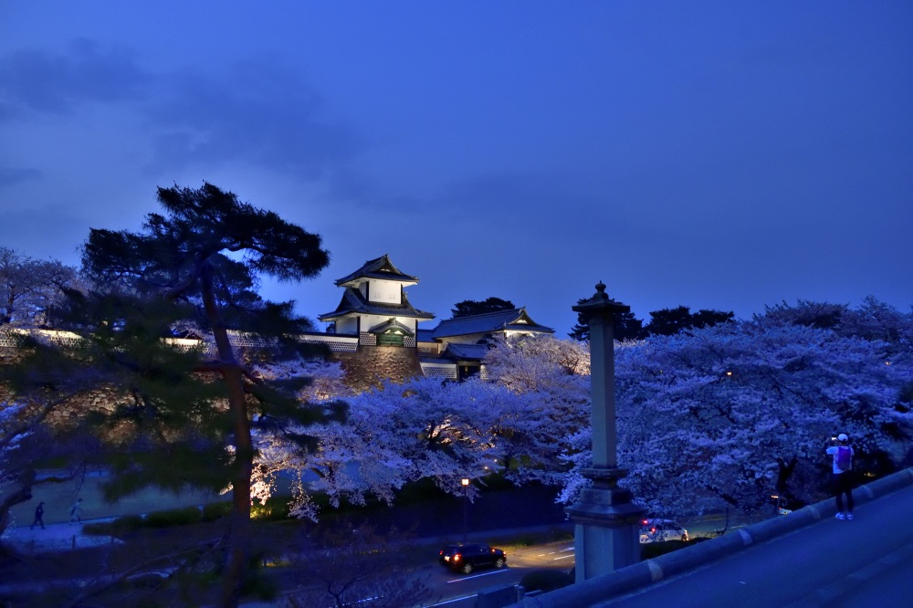 金沢城公園-夜桜