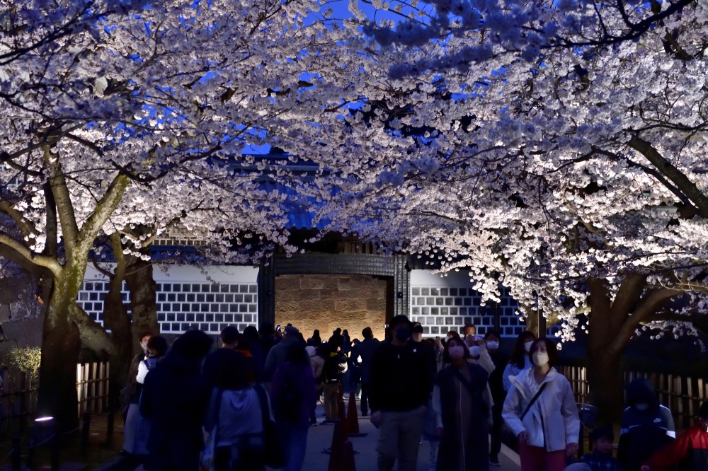 金沢城公園-夜桜